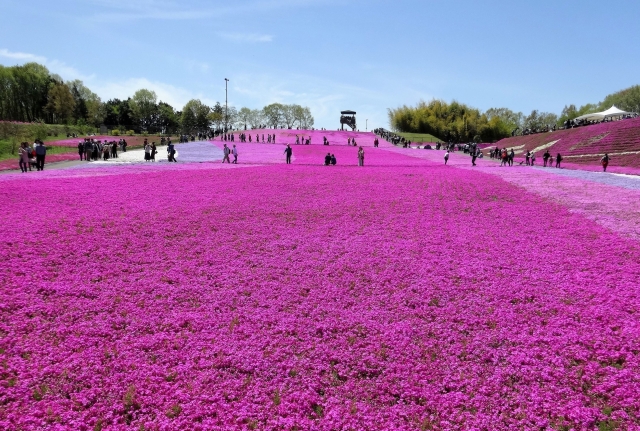 市貝町　芝ざくら公園