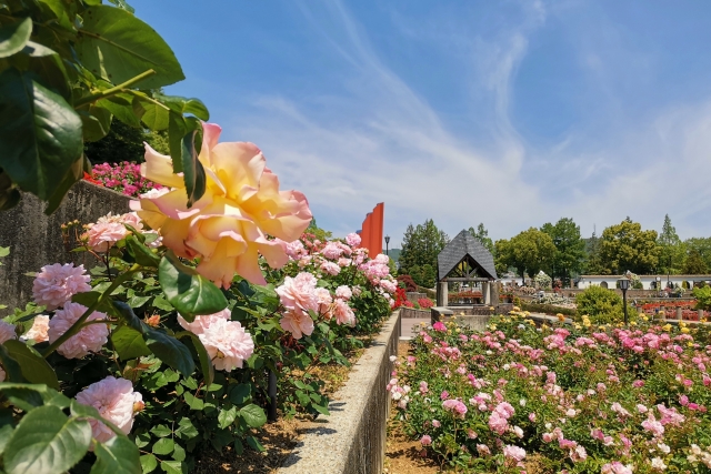 バラの花を見に行こう